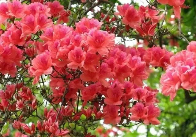 花中西施,太美了 花中西施,太美了