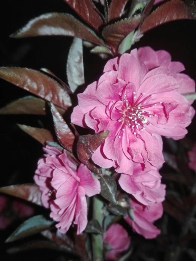 灿若云霞的碧桃花,做好这7点,盆栽碧桃早春开花美美哒 灿若云霞的碧桃花,做好这7点,盆栽碧桃早春开花美美哒