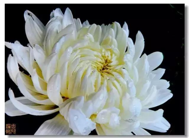 极品菊花欣赏,太美了 极品菊花欣赏,太美了