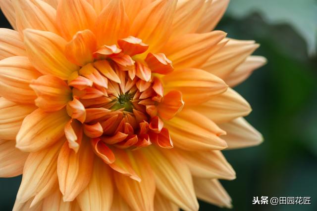 大丽花,栽培养护技巧!掌握这几点,花量多,花朵大,花色艳丽 大丽花,栽培养护技巧!掌握这几点,花量多,花朵大,花色艳丽