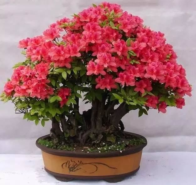 花中西施,太美了 花中西施,太美了