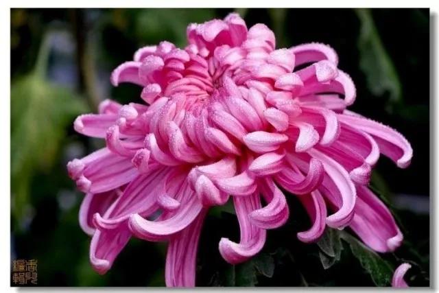 极品菊花欣赏,太美了 极品菊花欣赏,太美了