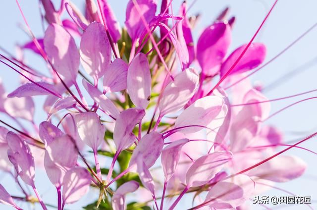 醉蝶花,株型高大,只能地栽?家庭盆栽这样养护,一样花开繁多 醉蝶花,株型高大,只能地栽?家庭盆栽这样养护,一样花开繁多