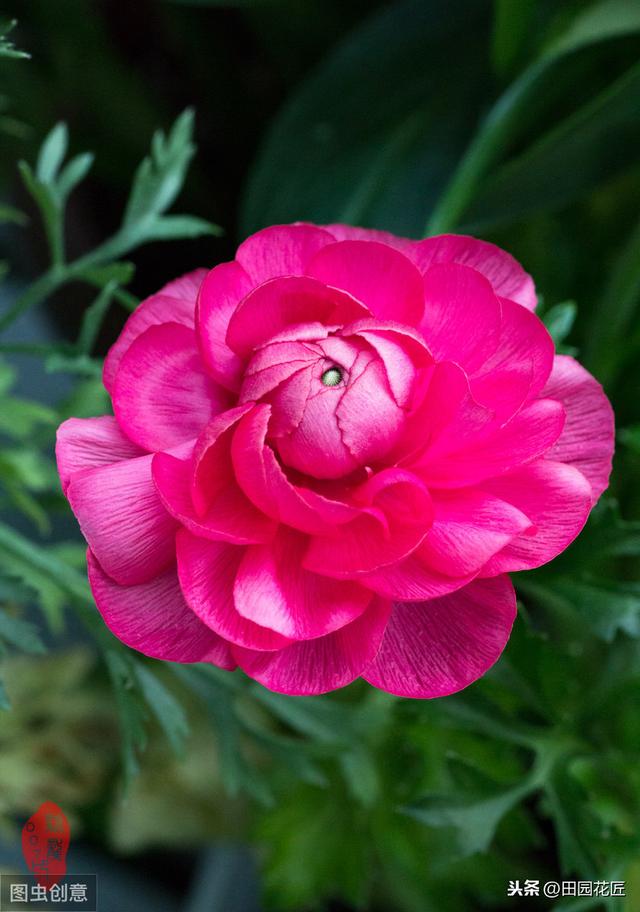 花毛茛块根种植方法,简单几步,白根芽点冒不停 花毛茛块根种植方法,简单几步,白根芽点冒不停