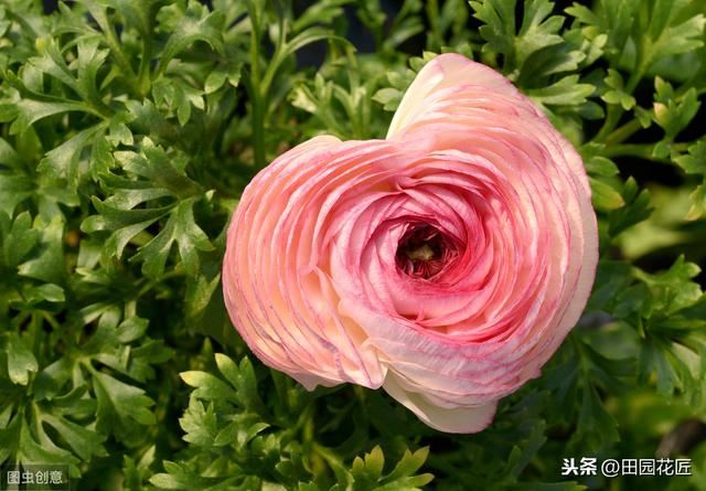 花毛茛块根种植方法,简单几步,白根芽点冒不停 花毛茛块根种植方法,简单几步,白根芽点冒不停