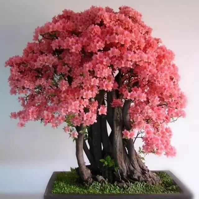 花中西施,太美了 花中西施,太美了