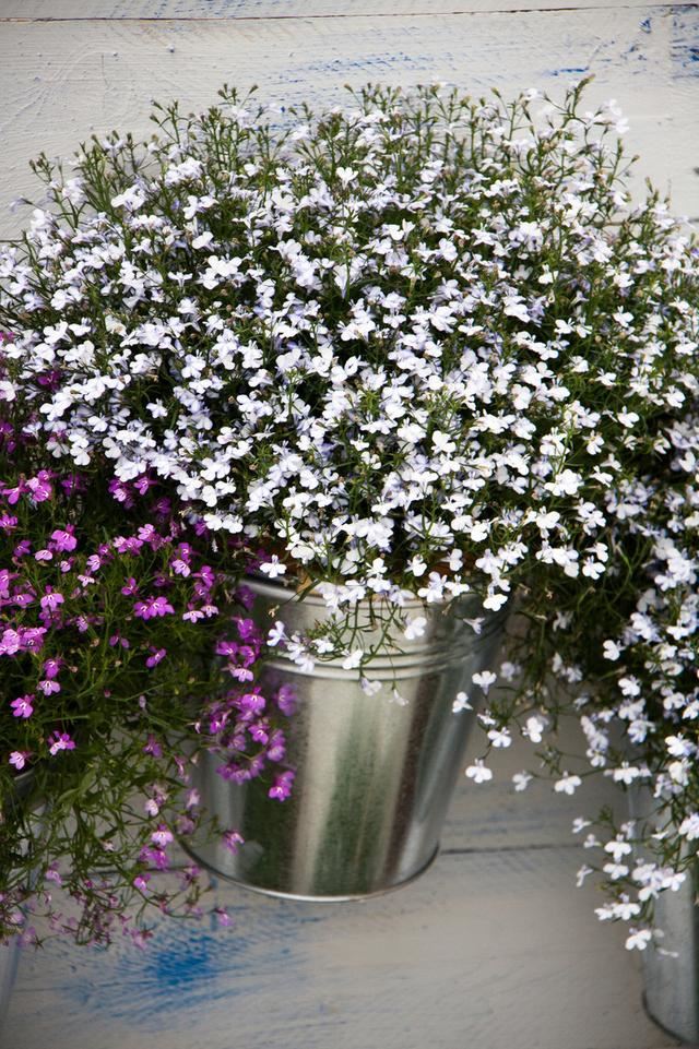 六倍利，花量比满天星多，这些知识掌握好，轻松开半年一开就爆盆