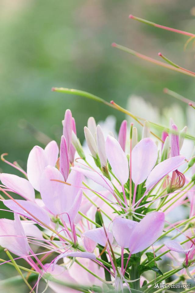 醉蝶花,株型高大,只能地栽?家庭盆栽这样养护,一样花开繁多 醉蝶花,株型高大,只能地栽?家庭盆栽这样养护,一样花开繁多
