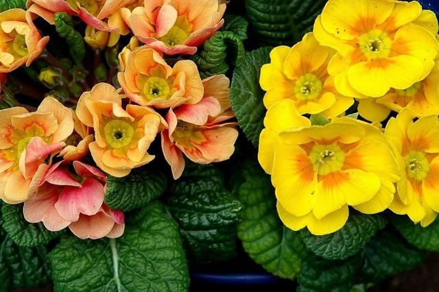 “报春花”色多花艳好打理,做好这“5点”,春节爆满盆 “报春花”色多花艳好打理,做好这“5点”,春节爆满盆