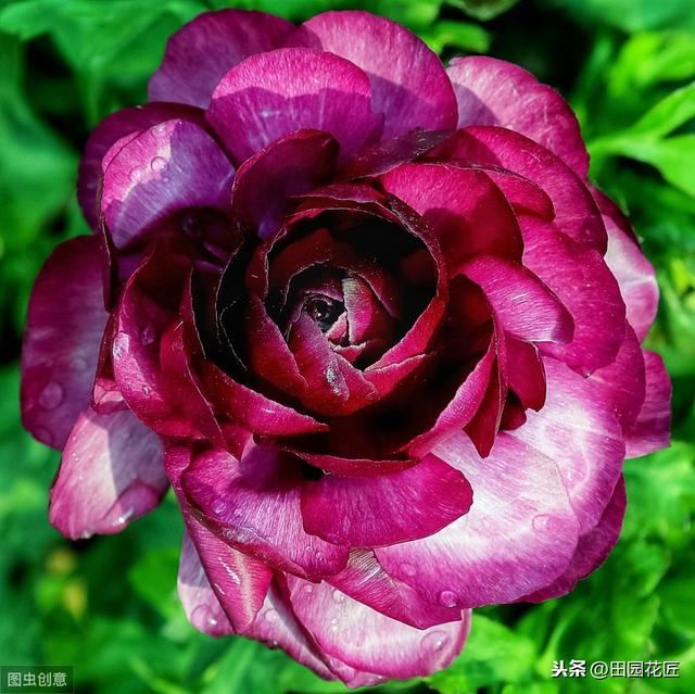 花毛茛块根种植方法,简单几步,白根芽点冒不停 花毛茛块根种植方法,简单几步,白根芽点冒不停