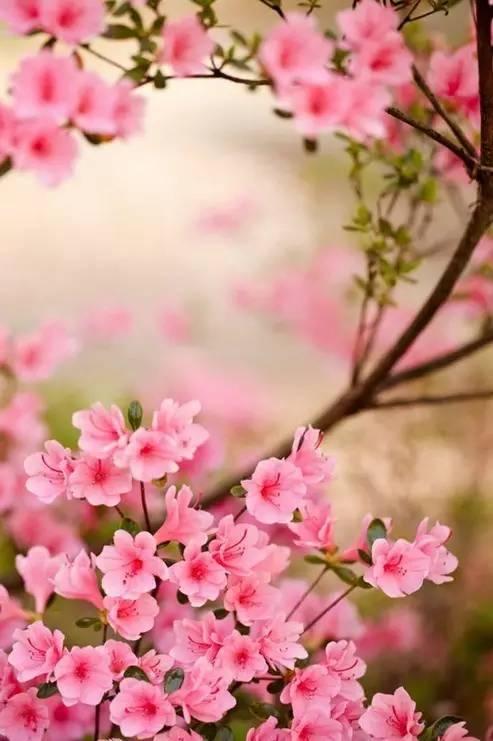 花中西施,太美了 花中西施,太美了