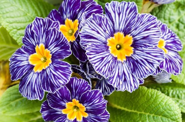 “报春花”色多花艳好打理,做好这“5点”,春节爆满盆 “报春花”色多花艳好打理,做好这“5点”,春节爆满盆