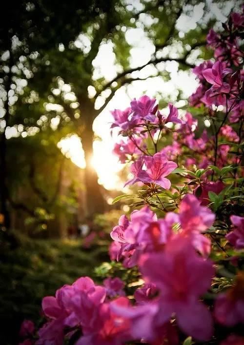 花中西施,太美了 花中西施,太美了