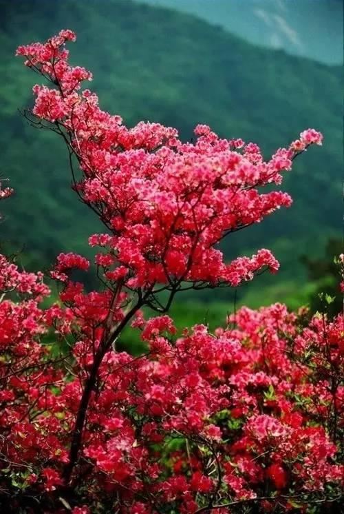 花中西施,太美了 花中西施,太美了