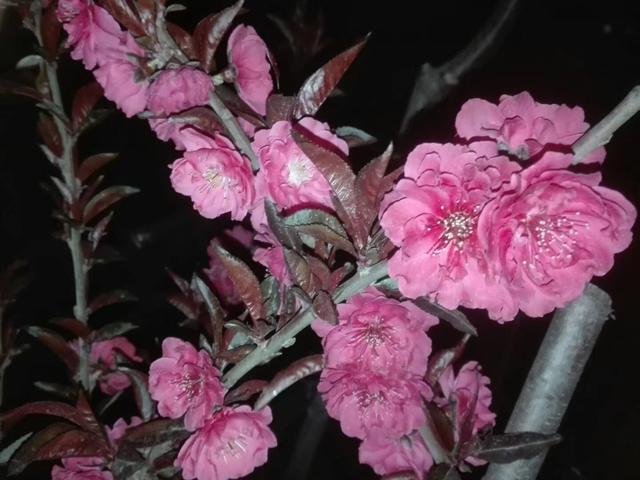 灿若云霞的碧桃花,做好这7点,盆栽碧桃早春开花美美哒 灿若云霞的碧桃花,做好这7点,盆栽碧桃早春开花美美哒