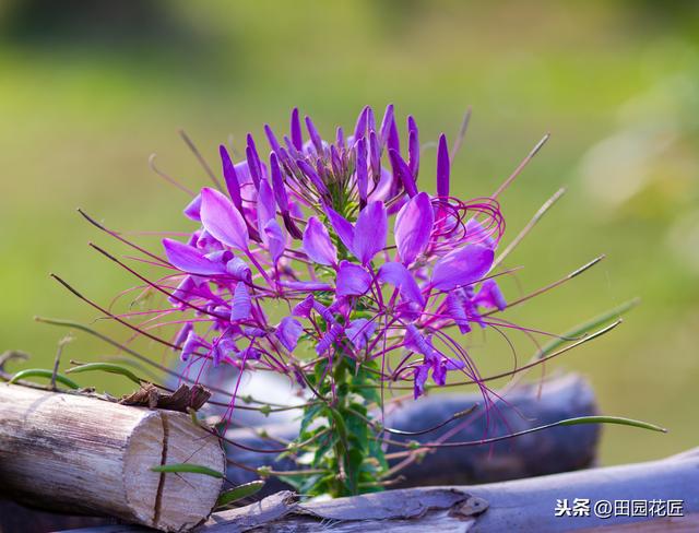醉蝶花,株型高大,只能地栽?家庭盆栽这样养护,一样花开繁多 醉蝶花,株型高大,只能地栽?家庭盆栽这样养护,一样花开繁多