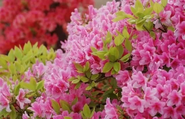 花中西施,太美了 花中西施,太美了