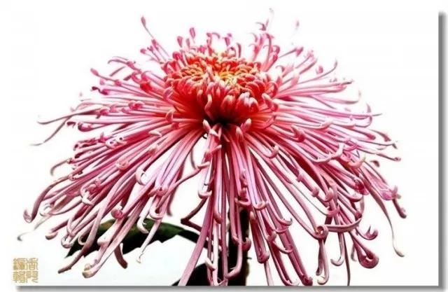 极品菊花欣赏,太美了 极品菊花欣赏,太美了