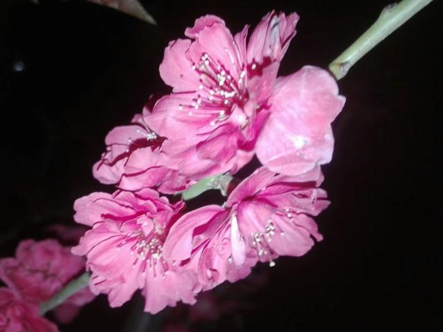 灿若云霞的碧桃花,做好这7点,盆栽碧桃早春开花美美哒 灿若云霞的碧桃花,做好这7点,盆栽碧桃早春开花美美哒