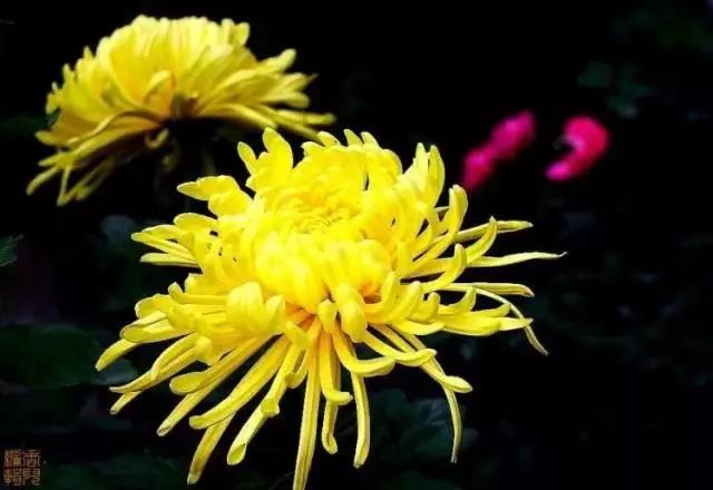 极品菊花欣赏,太美了 极品菊花欣赏,太美了