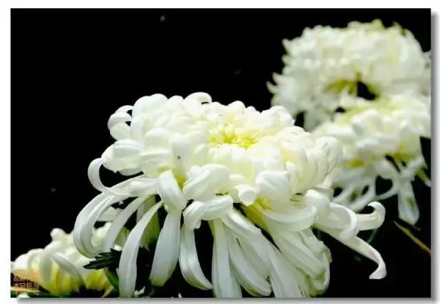 极品菊花欣赏,太美了 极品菊花欣赏,太美了