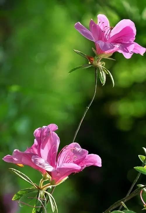 花中西施,太美了 花中西施,太美了