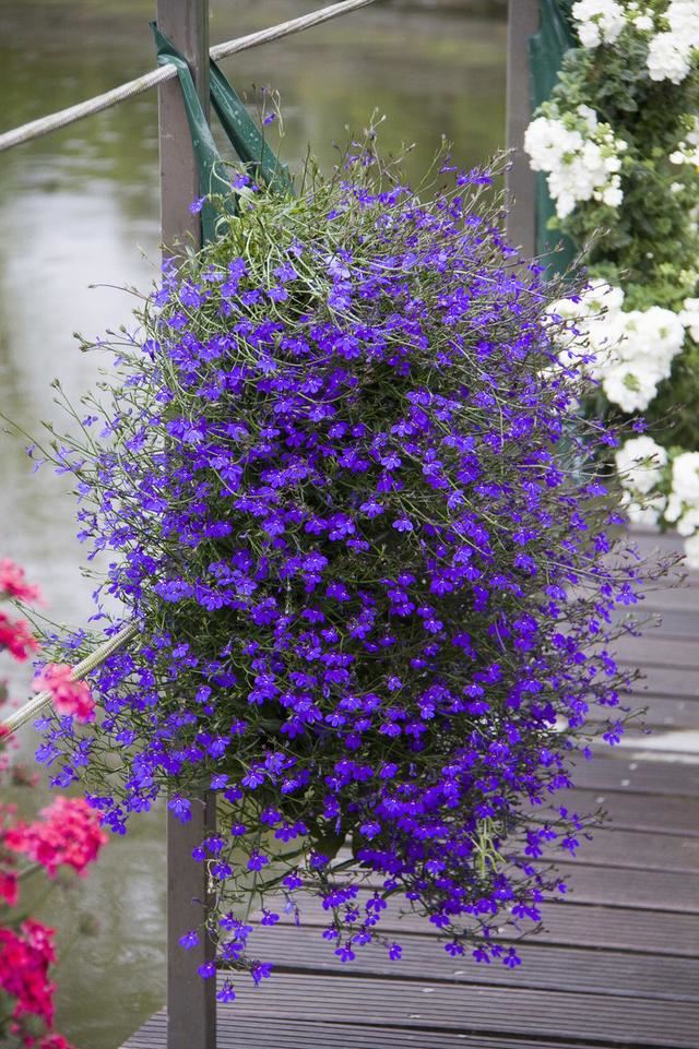 六倍利，花量比满天星多，这些知识掌握好，轻松开半年一开就爆盆