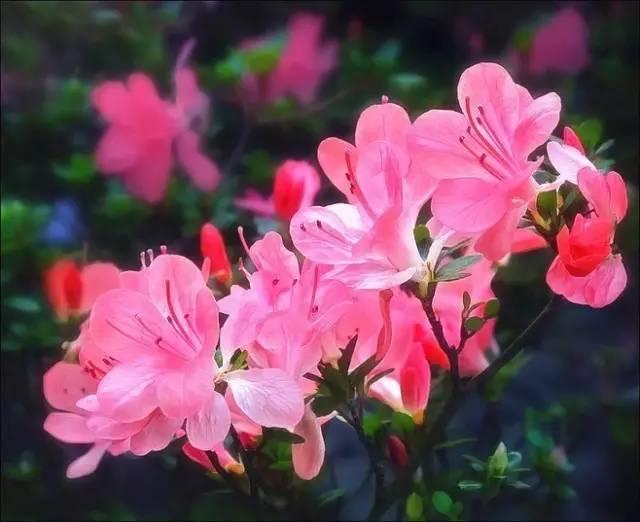 花中西施,太美了 花中西施,太美了