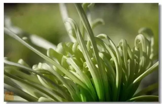 极品菊花欣赏,太美了 极品菊花欣赏,太美了