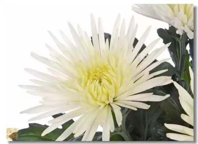 极品菊花欣赏,太美了 极品菊花欣赏,太美了