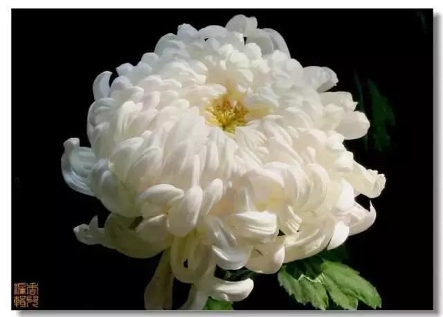 极品菊花欣赏,太美了 极品菊花欣赏,太美了