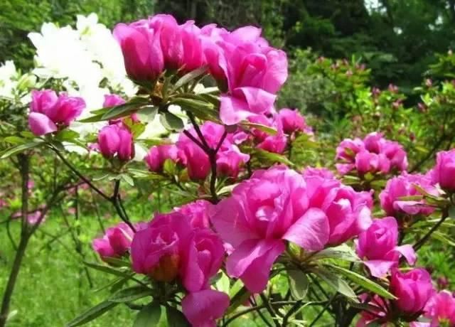 花中西施,太美了 花中西施,太美了