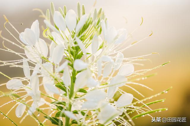醉蝶花,株型高大,只能地栽?家庭盆栽这样养护,一样花开繁多 醉蝶花,株型高大,只能地栽?家庭盆栽这样养护,一样花开繁多
