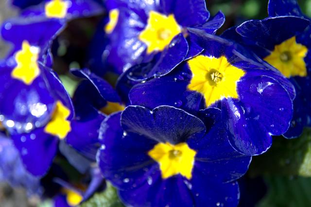 “报春花”色多花艳好打理,做好这“5点”,春节爆满盆 “报春花”色多花艳好打理,做好这“5点”,春节爆满盆