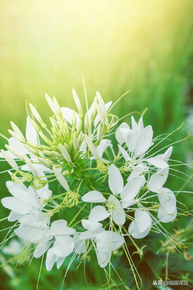 醉蝶花,株型高大,只能地栽?家庭盆栽这样养护,一样花开繁多 醉蝶花,株型高大,只能地栽?家庭盆栽这样养护,一样花开繁多