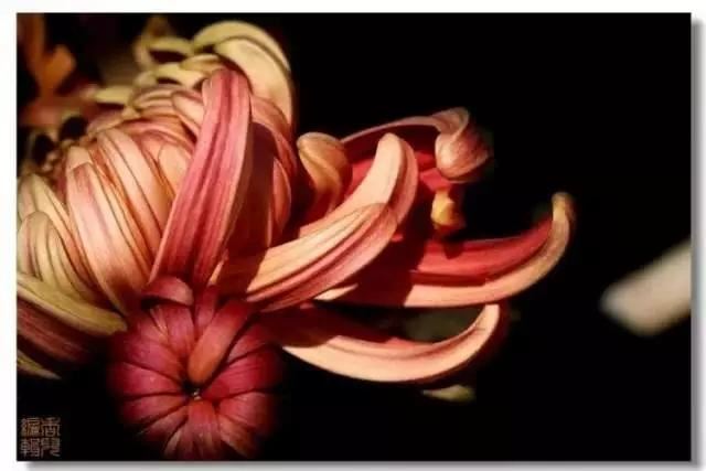 极品菊花欣赏,太美了 极品菊花欣赏,太美了