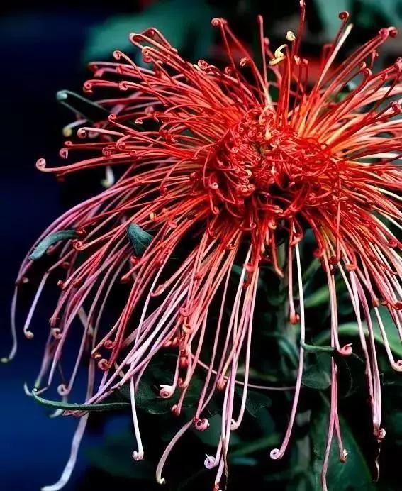 极品菊花欣赏,太美了 极品菊花欣赏,太美了