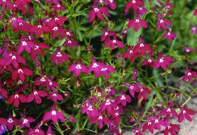 六倍利，花量比满天星多，这些知识掌握好，轻松开半年一开就爆盆