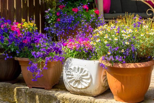 六倍利，花量比满天星多，这些知识掌握好，轻松开半年一开就爆盆