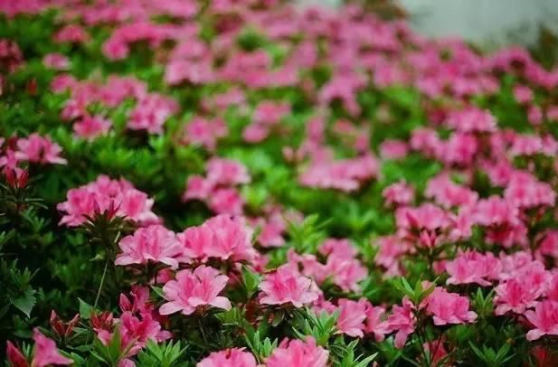 花中西施,太美了 花中西施,太美了