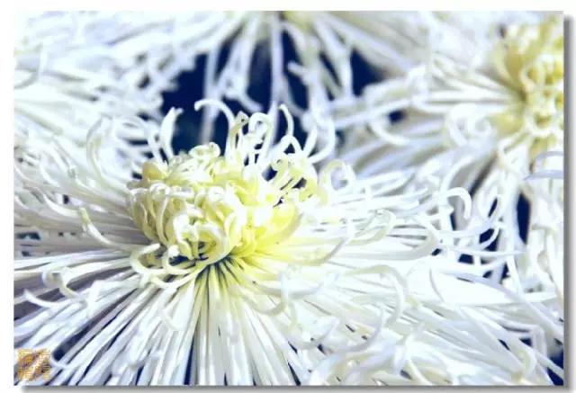 极品菊花欣赏,太美了 极品菊花欣赏,太美了