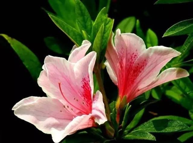 花中西施,太美了 花中西施,太美了