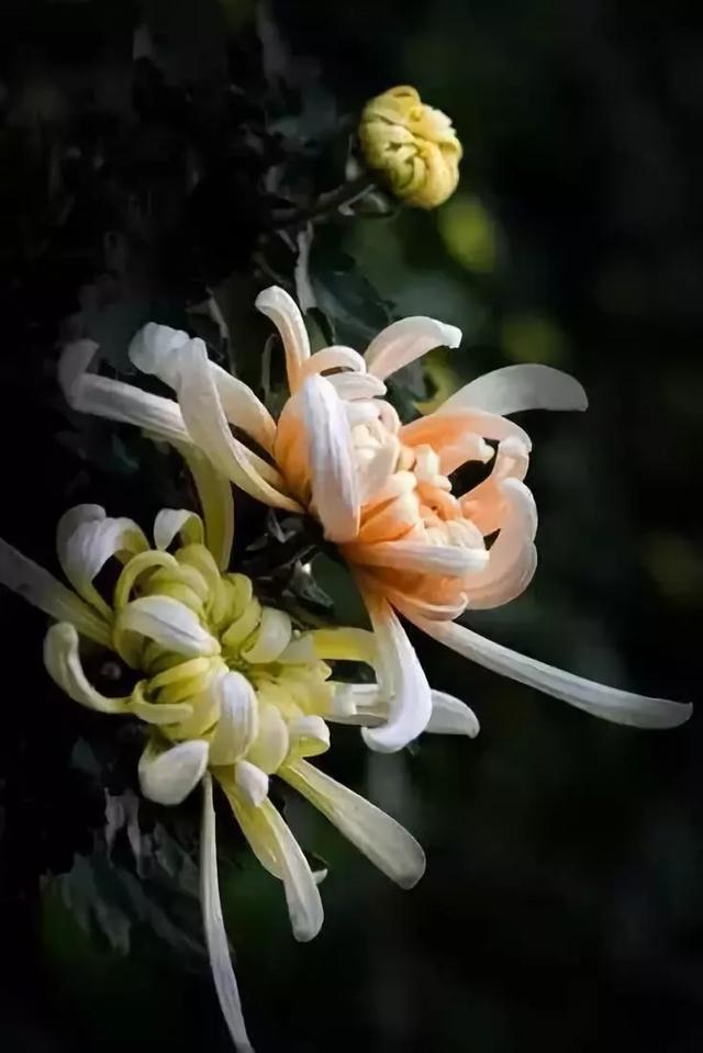 极品菊花欣赏,太美了 极品菊花欣赏,太美了