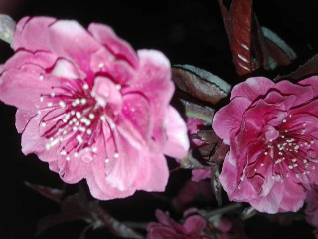 灿若云霞的碧桃花,做好这7点,盆栽碧桃早春开花美美哒 灿若云霞的碧桃花,做好这7点,盆栽碧桃早春开花美美哒