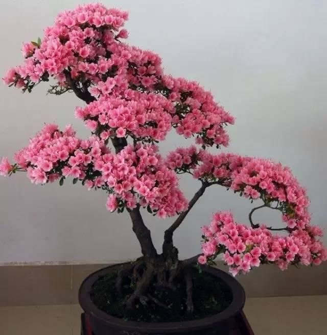 花中西施,太美了 花中西施,太美了