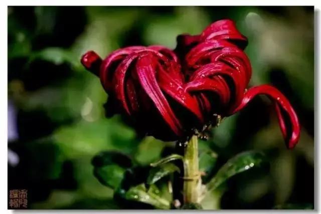 极品菊花欣赏,太美了 极品菊花欣赏,太美了