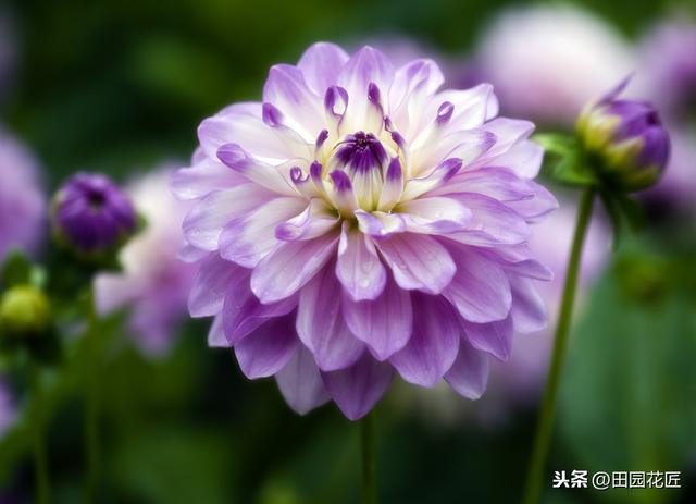 大丽花,栽培养护技巧!掌握这几点,花量多,花朵大,花色艳丽 大丽花,栽培养护技巧!掌握这几点,花量多,花朵大,花色艳丽