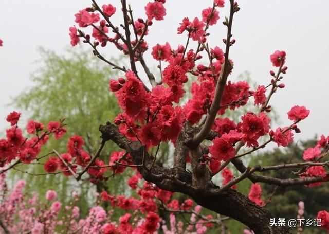 三月,花开的季节 三月,花开的季节
