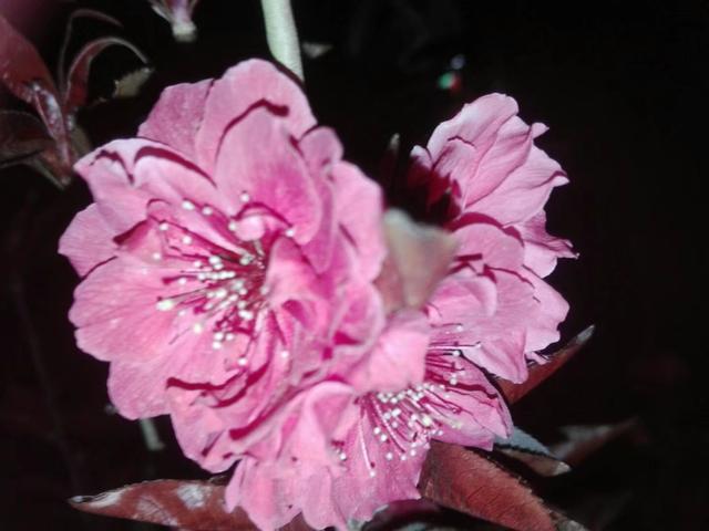 灿若云霞的碧桃花,做好这7点,盆栽碧桃早春开花美美哒 灿若云霞的碧桃花,做好这7点,盆栽碧桃早春开花美美哒