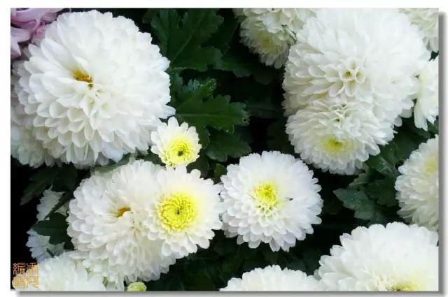 极品菊花欣赏,太美了 极品菊花欣赏,太美了